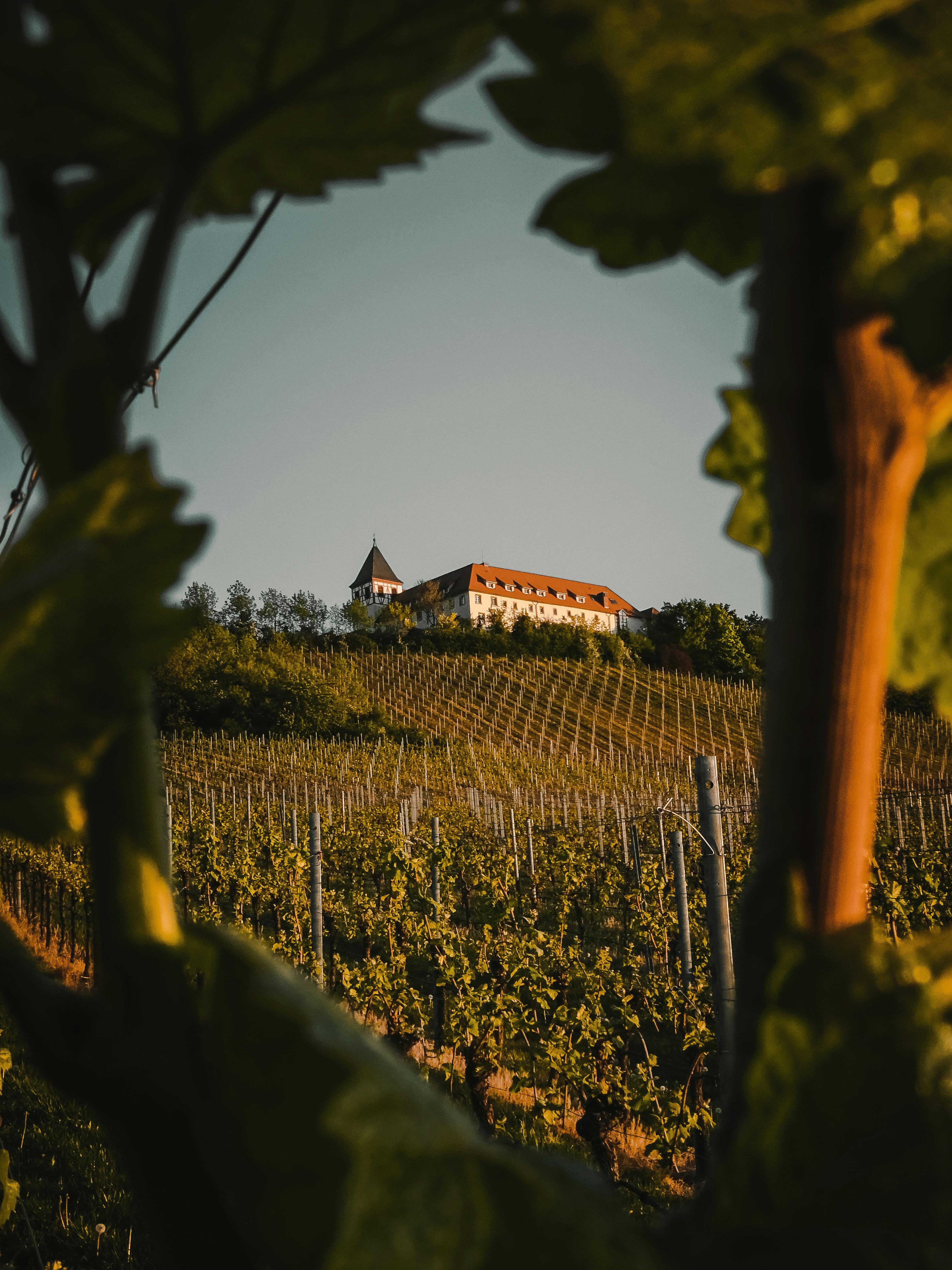 Vignes Bourgogne investissement